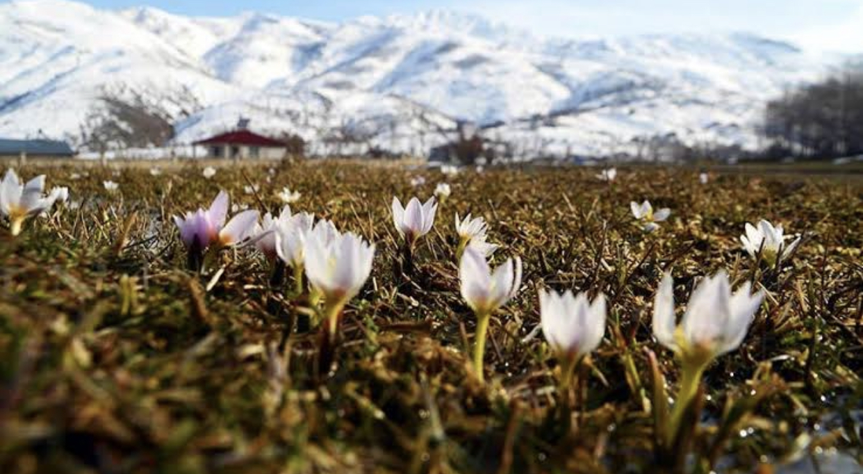 Kardelen Cicekcilik kır düğünü mekanı — Merkez