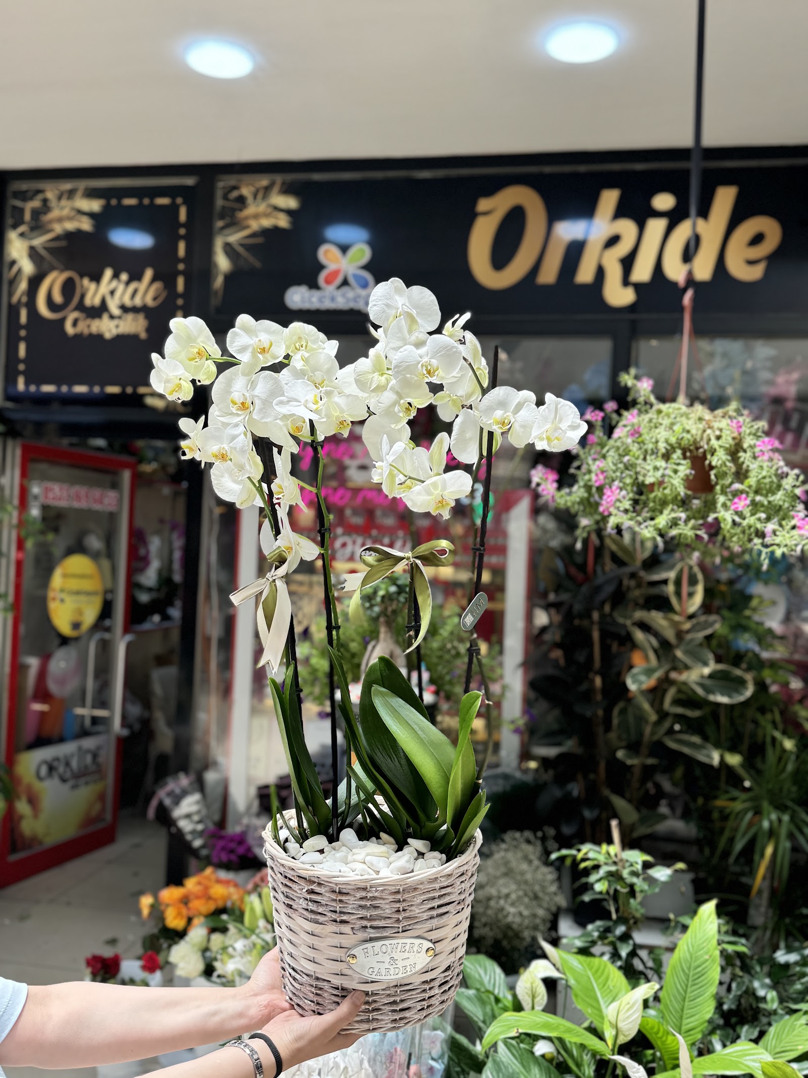 Orkide Çiçekçilik